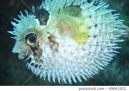 Ishigakifugu 49641922