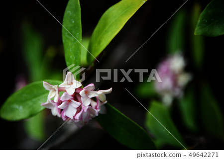 一角花 一角花 49642271