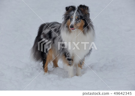 Blue merle shetland sheepdog standing on the snow. 49642345