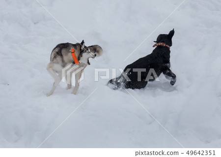 Siberian husky is playing with labrador retriever. 49642351