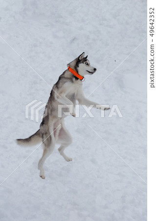 Siberian husky bounces over a piece of feed. 49642352