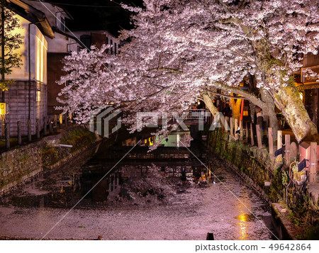櫻花盛開的城崎溫泉 櫻花盛開的城崎溫泉 49642864