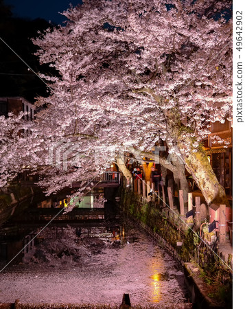 Kinosaki Onsen where the cherry blossoms are in full bloom Kinosaki Onsen where the cherry blossoms are in full bloom 49642902