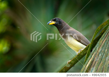 Brown Jay, Cyanocorax morio, bird from Costa Rica 49642935