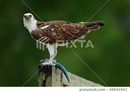 Bird of prey Osprey, Pandion haliaetus Bird of prey Osprey, Pandion haliaetus 49642943