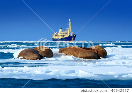 The walrus, blurred boat in background, Svalbard 49642957
