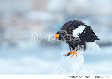 Steller's sea eagle, Haliaeetus pelagicus 49642965