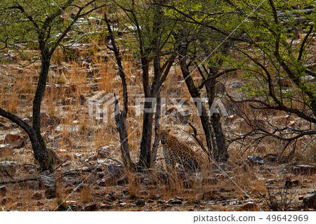 Indian Bengal leopard, Panthera pardus fusca 49642969