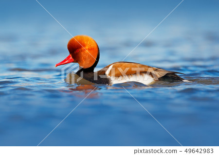 Red-crested Pochard, Netta rufina Red-crested Pochard, Netta rufina 49642983