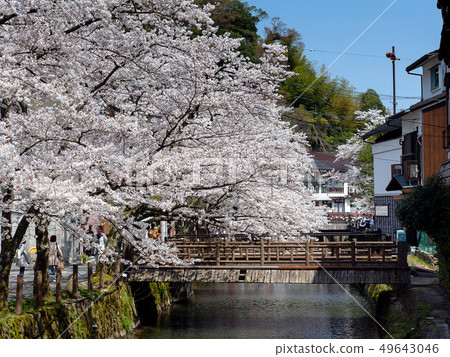 Kinosaki Onsen where the cherry blossoms are in full bloom Kinosaki Onsen where the cherry blossoms are in full bloom 49643046