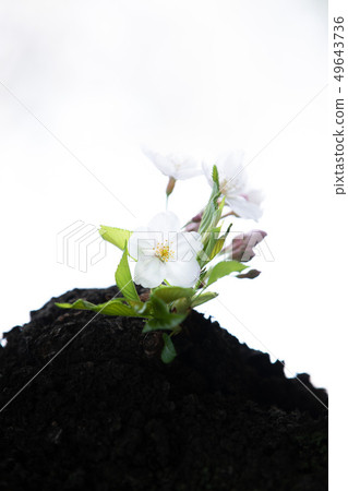 Chidorigafuchi的櫻花 49643736