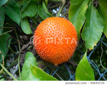 Gac fruit or Baby Jackfruit. Tropical Southeast 49644530