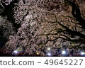 夜晚的櫻花 49645227