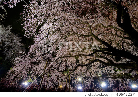 夜晚的櫻花 夜晚的櫻花 49645227