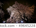夜晚的櫻花 49645228