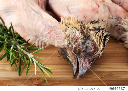 quail and rosemary quail and rosemary 49646387