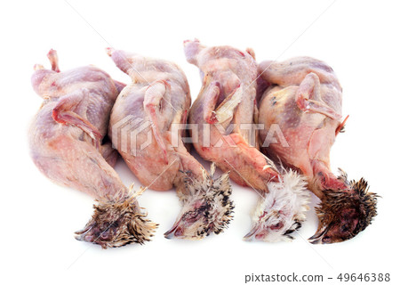 four quails 49646388