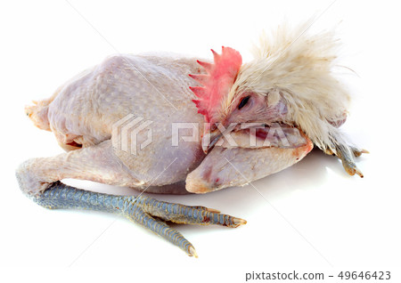 Bresse chicken Bresse chicken 49646423