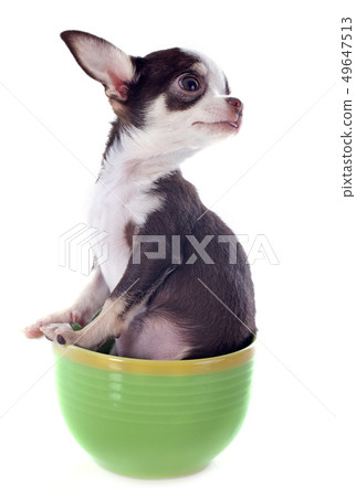 puppy chihuahua in a cup 49647513