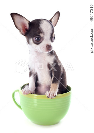 puppy chihuahua in a cup 49647516
