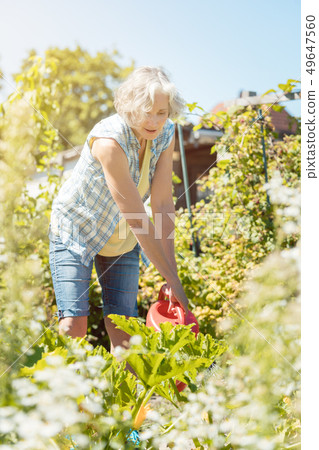 Bestager woman watering plants in her garden 49647560