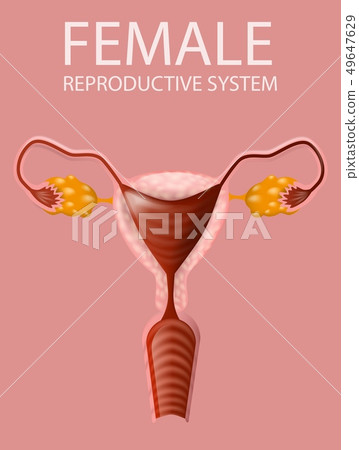 Close Up View of Female Reproductive System Banner Close Up View of Female Reproductive System Banner 49647629
