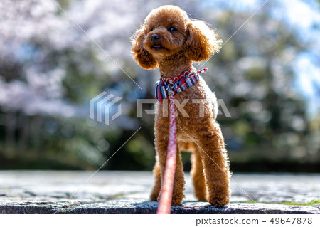 Toy poodle red Toy poodle red 49647878