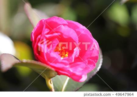 冷山茶花 冷山茶花 49647964