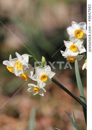 日本水仙花 日本水仙花 49647983