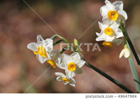 Japanese daffodil Japanese daffodil 49647984