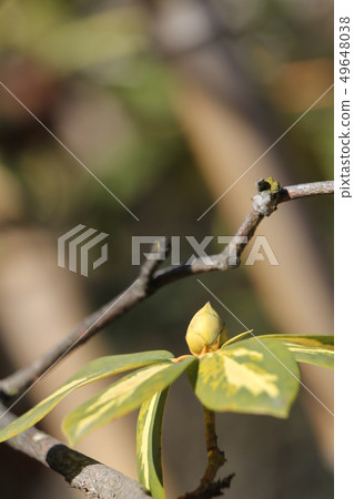 杜鵑花的芽 杜鵑花的芽 49648038