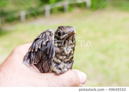 small wounded bird cared for by nature lover small wounded bird cared for by nature lover 49648583
