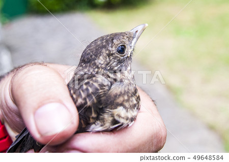 small wounded bird cared for by nature lover small wounded bird cared for by nature lover 49648584