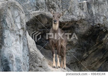 goral standing on the rock 49649144
