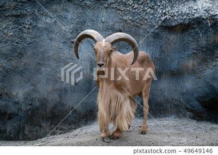 Barbary sheep Barbary sheep 49649146