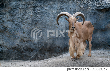 Barbary sheep Barbary sheep 49649147