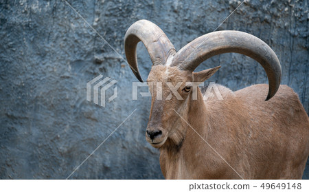 Barbary sheep 49649148
