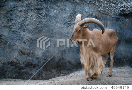 Barbary sheep 49649149