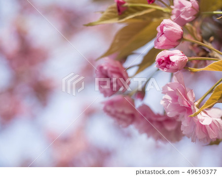 close up blooming pink sakura cherry blossom or Japanese cherry bud flower Prunus serrulata branch 49650377