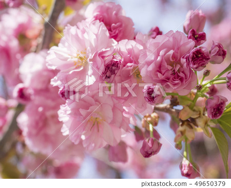 close up beautiful perfect blooming pink sakura cherry blossom or Japanese cherry Prunus serrulata 49650379