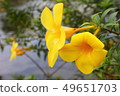 water drop on macro Yellow flower 49651703