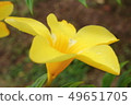 Macro Shot Yellow Flower and leaf 49651705