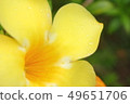 Macro Shot Yellow Flower and leaf 49651706