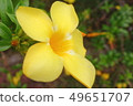 Macro Shot Yellow Flower and leaf 49651707
