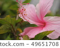 pink hibiscus macro shot flower 49651708