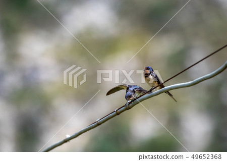 Swallow sitting on wire variegated background Swallow sitting on wire variegated background 49652368