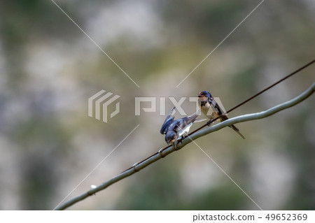 Swallow sitting on wire variegated background Swallow sitting on wire variegated background 49652369