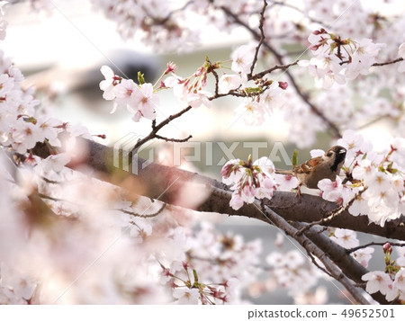 櫻花和麻雀 櫻花和麻雀 49652501