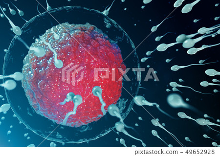 3D illustration sperm and egg cell, ovum. Sperm - Stock Illustration  [49652928] - PIXTA