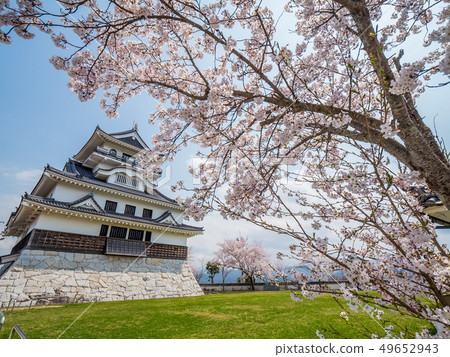 Kawara Castle where the cherry blossoms are in full bloom 49652943